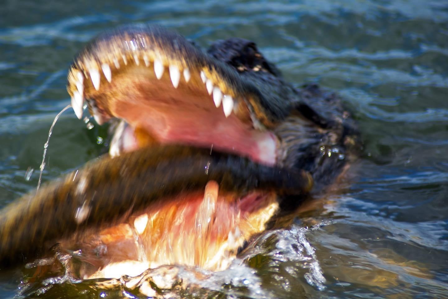 An alligator breaking the surface of the water with its jaws open